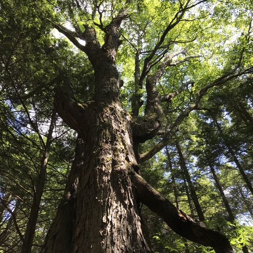 This 200-year old Ash tree in Dummmerston is the third largest Ash in Vermont.