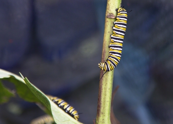 Vernon woodworkers launch monarch restoration project
