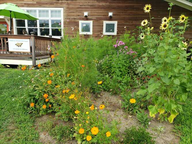Jane Collister has created pollinator gardens in three locations in Putney, including here, at the Putney Food Co-op.