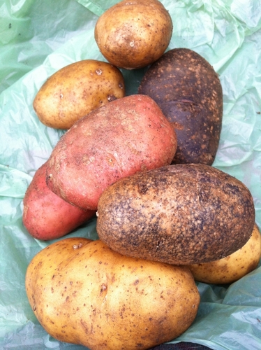 Potatoes: Easy to take for granted 