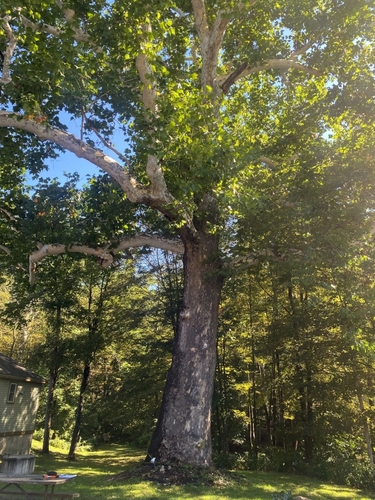 Windham County is home to some of Vermont’s biggest trees