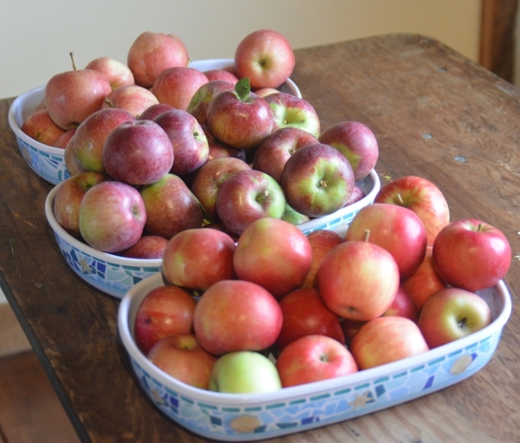 Apples: A fall staple that wasn’t always in Vermont