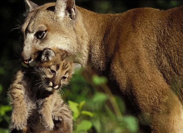 Biologist to speak about cougars