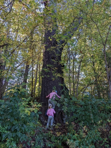 Big Tree Quest continues