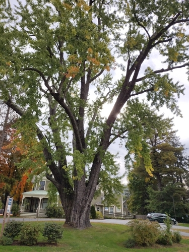 Obituary for a silver maple