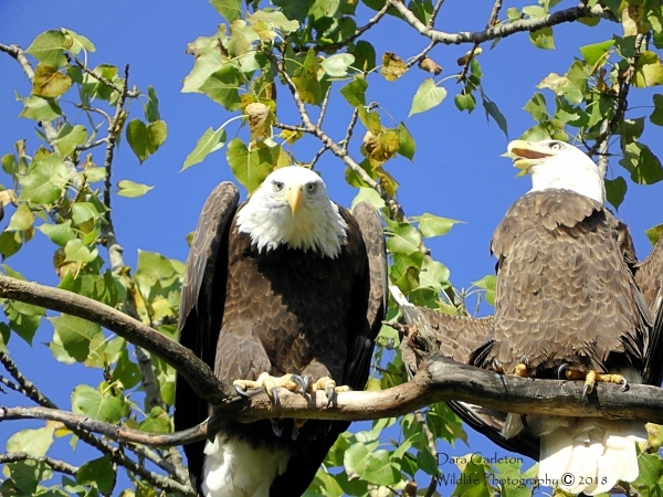 Brookline photographer to speak about spotting, photographing eagles