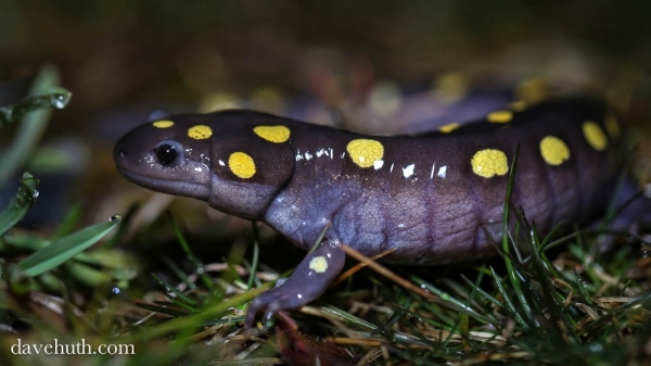 Volunteers are needed as crossing guards for salamanders