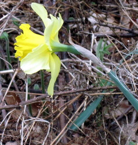 A Dummerston daffodil.
