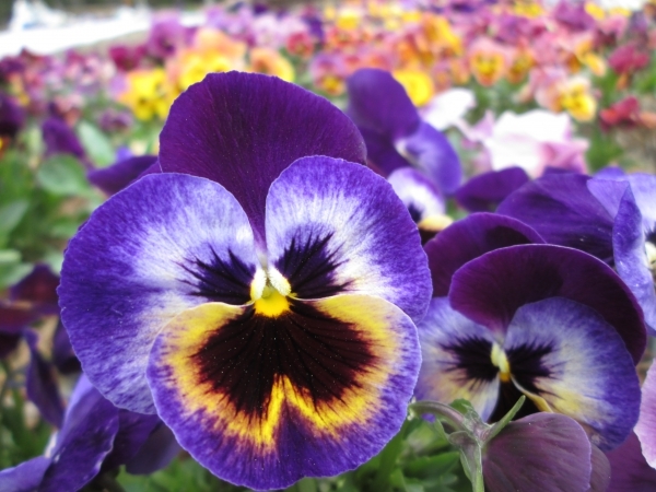 Pansy Festival takes place this weekend