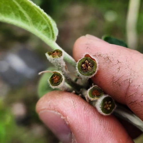 Apple buds in orchards throughout Windham County and Vermont were damaged by freezing temperatures one night last May, destroying much of last year’s crop &mdash; just one example of the disruption from climate change to Vermont’s economy and well-being.