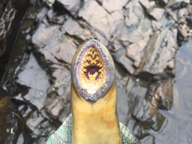 The sea lamprey’s concentric rings of teeth.