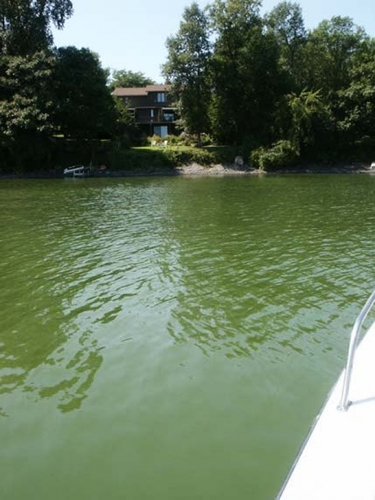 Vermonters warned to look out for blue-green algae this summer