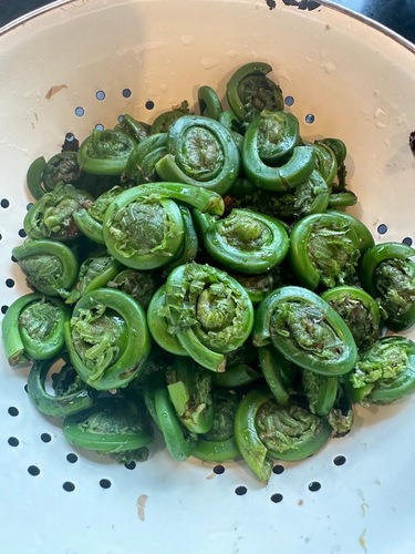 After a rinse and a rub, the fiddleheads are ready to blanch.