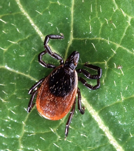 Is Lyme the next infectious disease disaster?