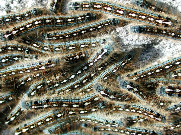 Forest tent caterpillar damage expected again in 2017