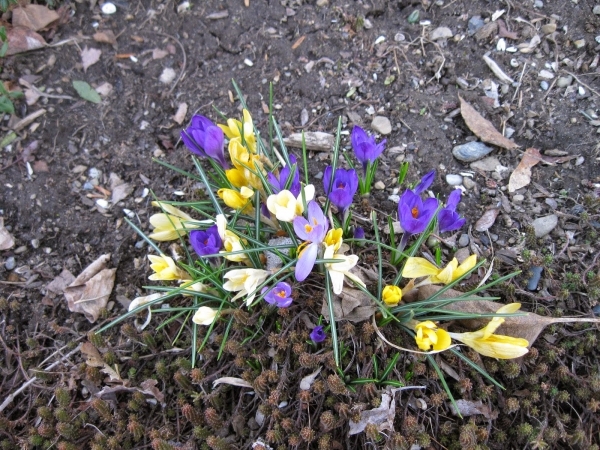 Early bulbs come into bloom