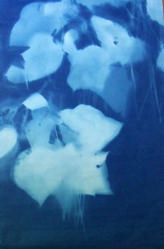 Cyanotypes by Tom Fels coming to Mitchell-Giddings Fine Arts in January
