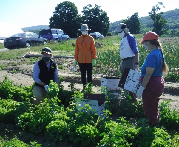 Volunteers harvest for the hungry