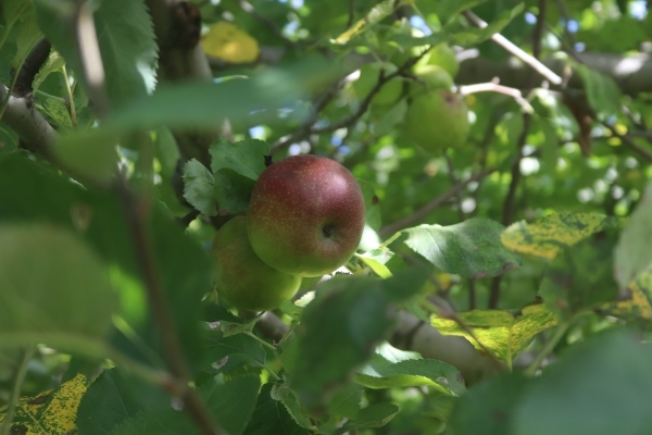 Scott Farm celebrates Heirloom Apple Day