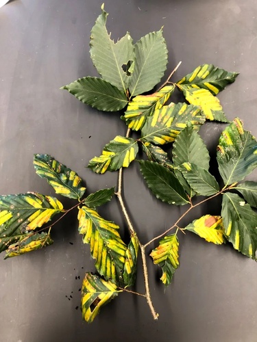 Beech leaves infected with beech leaf disease.