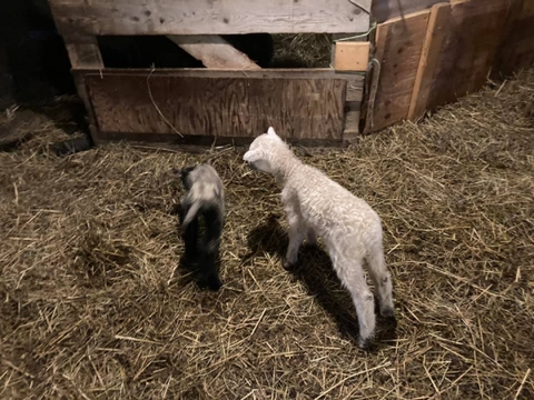 During lambing season, action in the barn