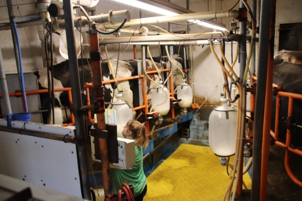 Many minds at work to help organic milk producers 