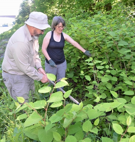 Group seeks allies in fight against invasive plant